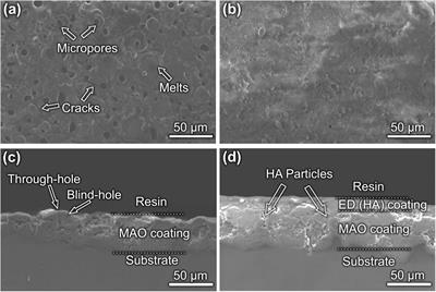 Preparation and Degradation Behavior of Composite Bio-Coating on ZK60 Magnesium Alloy Using Combined Micro-Arc Oxidation and Electrophoresis Deposition